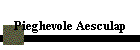 Pieghevole Aesculap