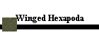 Winged Hexapoda