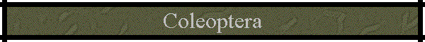 Coleoptera
