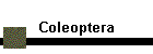 Coleoptera