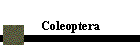 Coleoptera