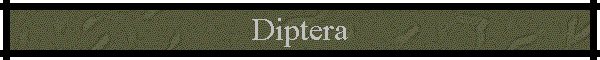 Diptera