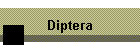 Diptera