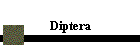 Diptera