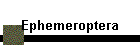 Ephemeroptera