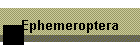 Ephemeroptera