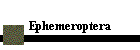Ephemeroptera