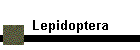Lepidoptera