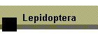 Lepidoptera