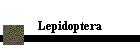 Lepidoptera