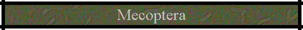 Mecoptera