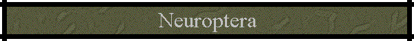 Neuroptera