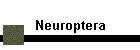 Neuroptera