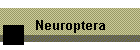 Neuroptera