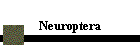 Neuroptera