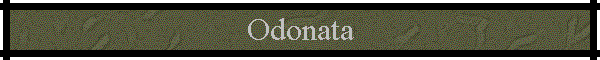 Odonata