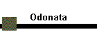 Odonata