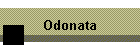 Odonata