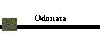 Odonata