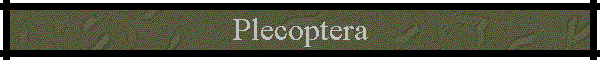 Plecoptera