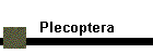Plecoptera