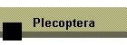 Plecoptera