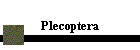 Plecoptera
