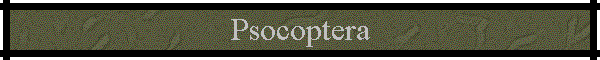 Psocoptera