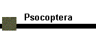 Psocoptera