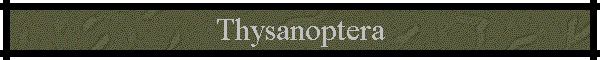 Thysanoptera