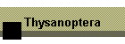 Thysanoptera