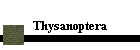 Thysanoptera