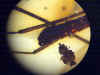 Ambra n° 794 - Diptera Tipulidae