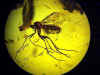 Ambra n°805 - Dittero con acaro parassita, nematodi, Tipulidae, formica e ditteri vari, vespa, petalo