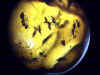 Ambra n°805 - Dittero con acaro parassita, nematodi, Tipulidae, formica e ditteri vari, vespa, petalo