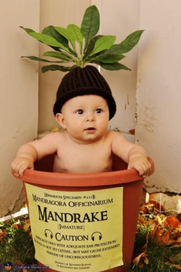 Mandragora - Mandrake immature