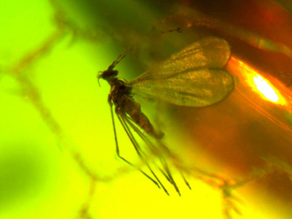 Nematocera Cecidomyiidae ambra 0053