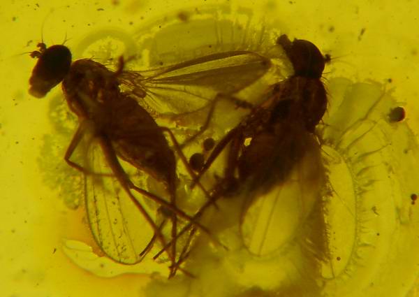 Ambra 699 Diptera Brachycera: Dolichopodidae accoppiamento
