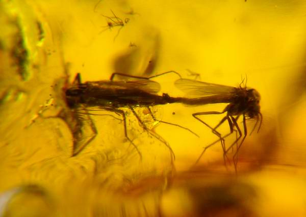 Ambra 700 Diptera Nematocera: Chironomidae accoppiamento