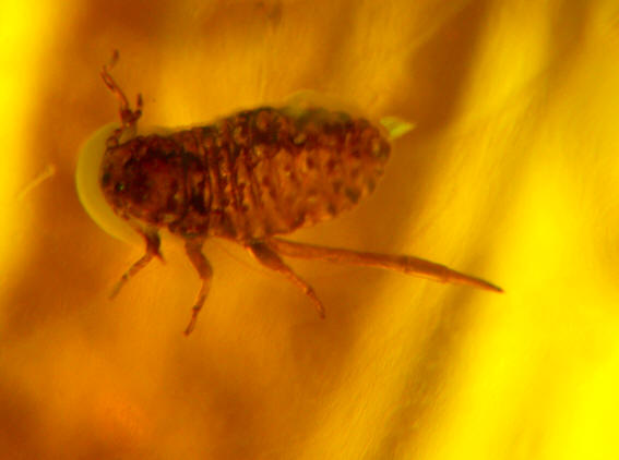 baltic amber Homoptera Aphidoidea 0019