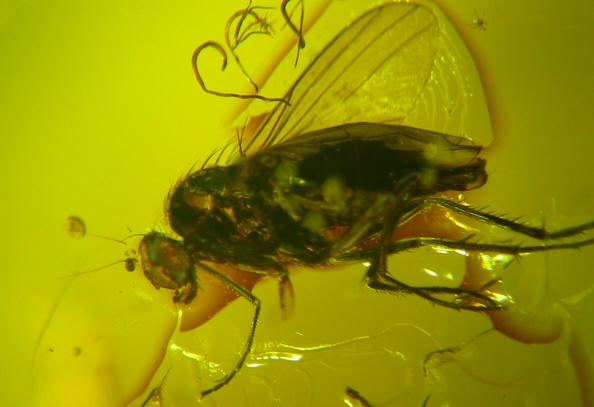 baltic amber diptera brachycera 0555