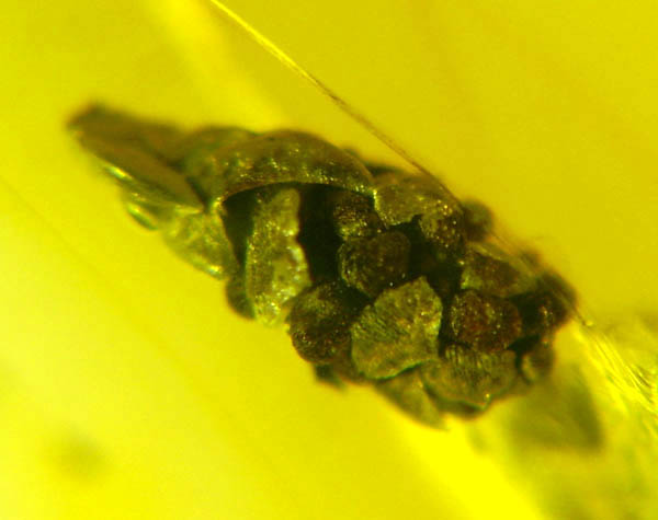 ambra 774 Gymnospermae Cono di Cupressaceae - 4mm