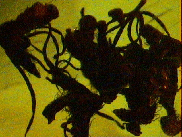 ambra Fiori di quercia con lunghi stami 