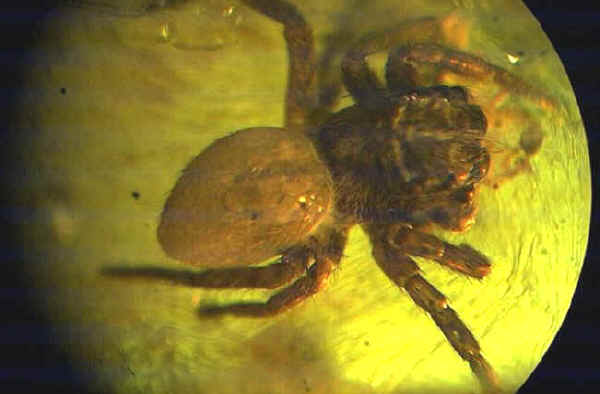 ambra Araneae - Ragni - Araignes - Spiders