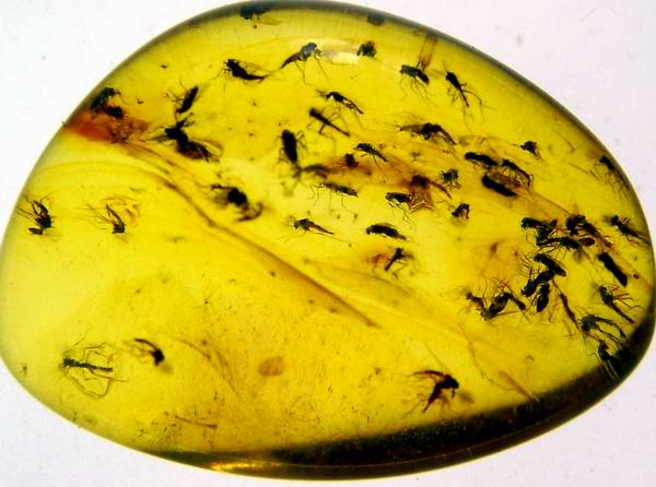 Ambra 148 - 28x25 mm Diptera Nematocera: Sciaridae 58 esemplari