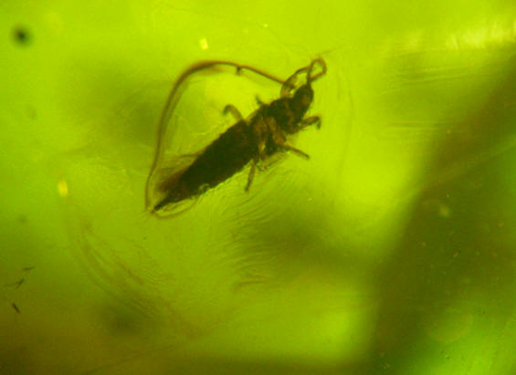 baltic amber thysanoptera