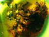 Ambra n°701 - Ammasso formiche con larva.