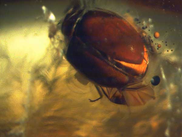 ambra Coleoptera