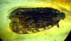 Ambra n°793  - Hemiptera con parassita