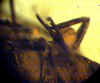 Ambra n°793  - Hemiptera con parassita